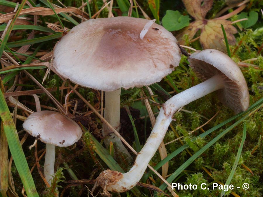 Stropharia inuncta