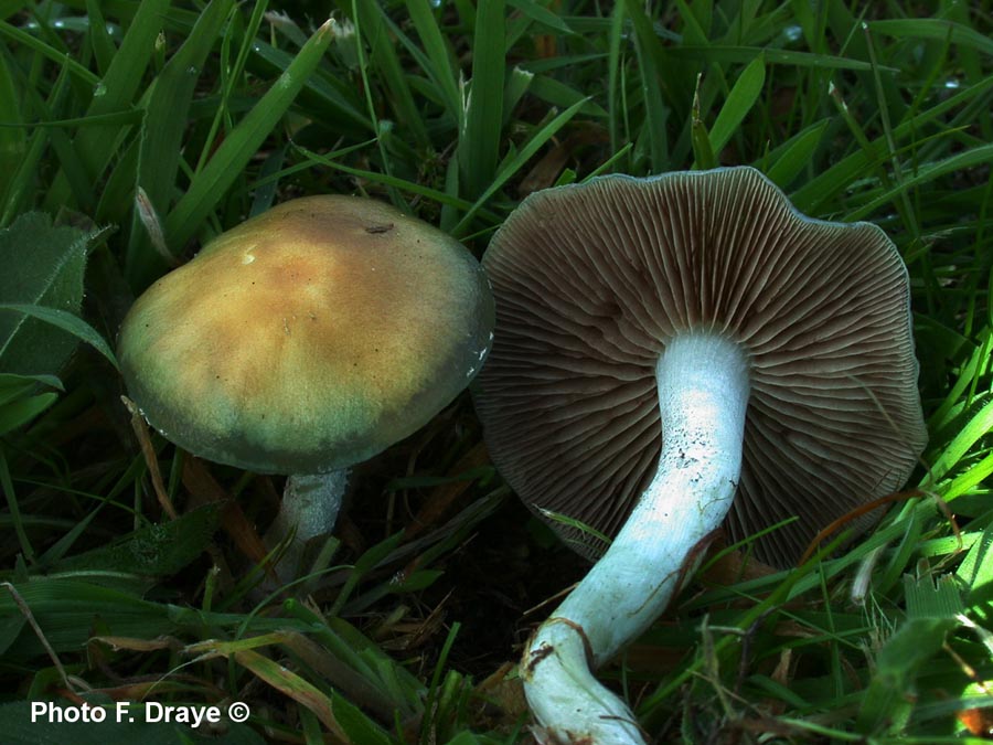 Stropharia ochrocyanea (Stropharia pseudocyanea)