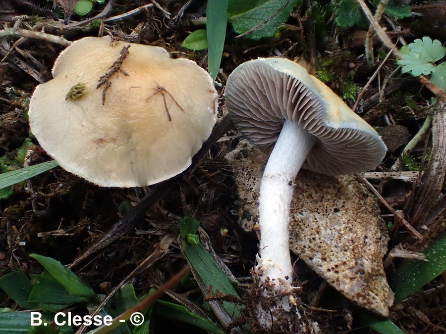 Stropharia pseudocyanea