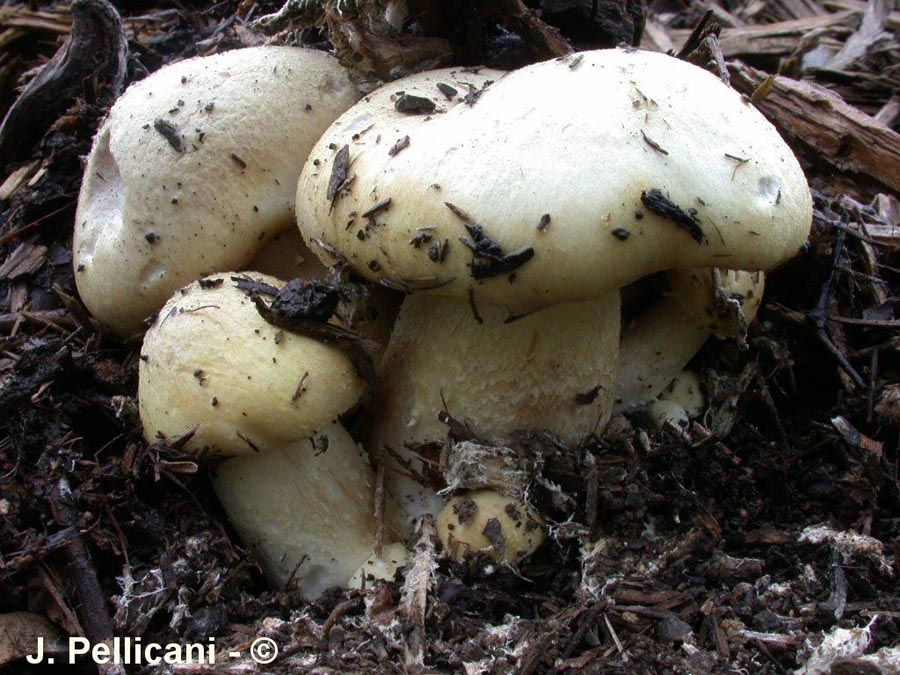 Stropharia rugosoannulata f. lutea