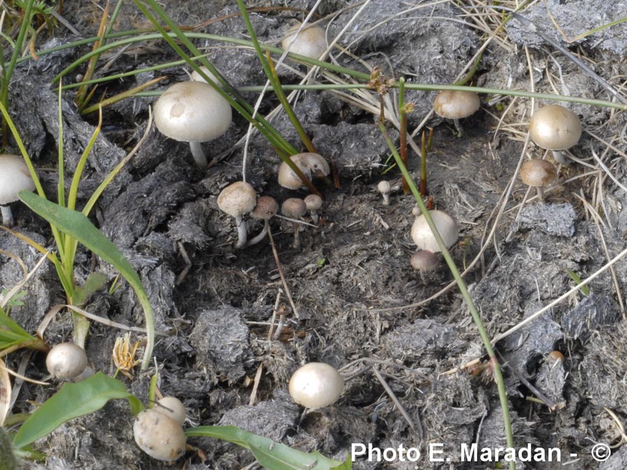 Stropharia semiglobata