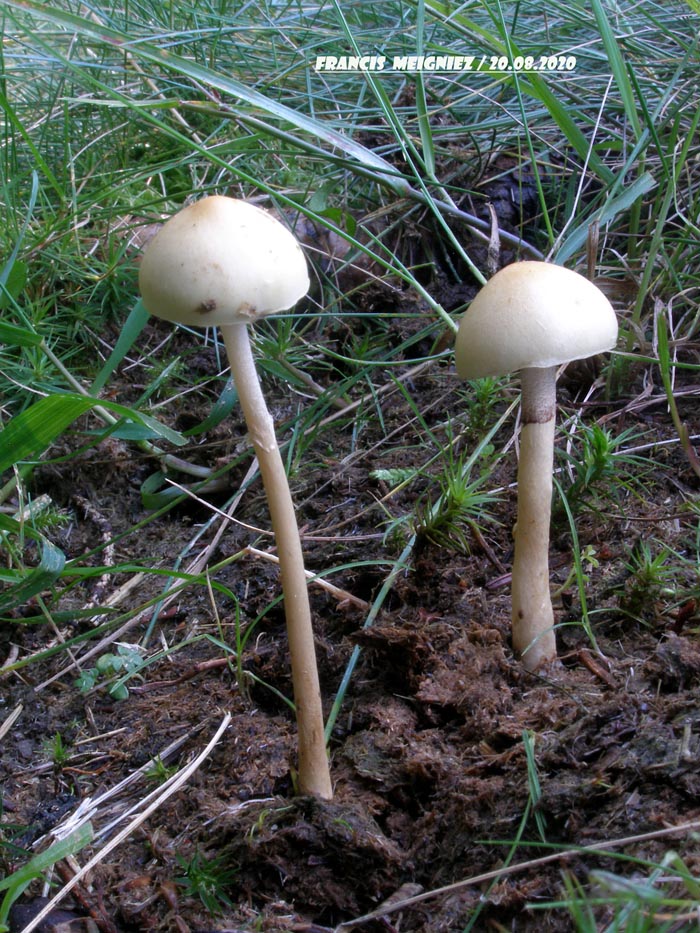 Stropharia semiglobata