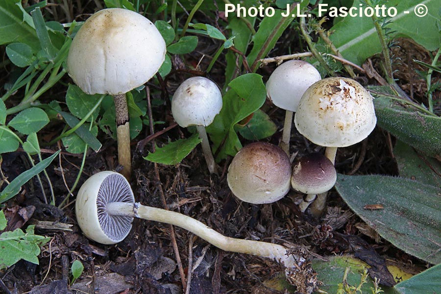 Stropharia semiglobata