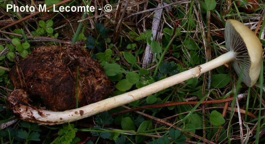 Stropharia semiglobata