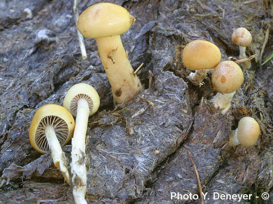 Stropharia semiglobata