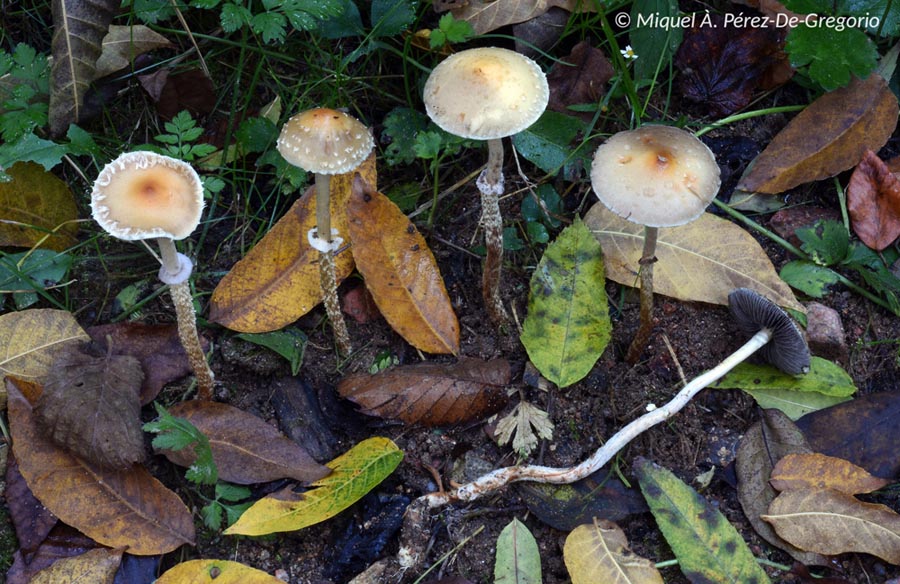 Psilocybe thrausta (Leratiomyces squamosus, Stropholoma squamosum)