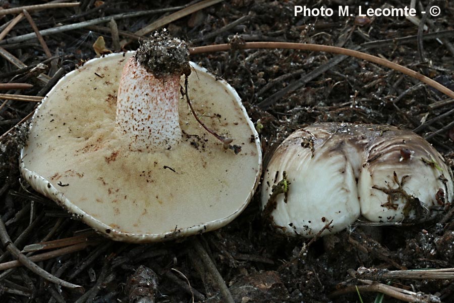 Suillus bellinii