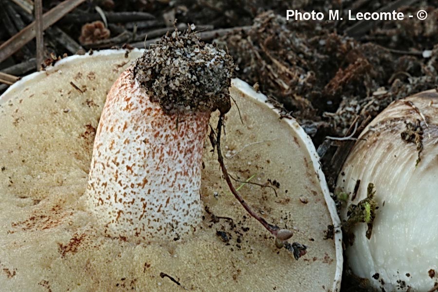 Suillus bellinii