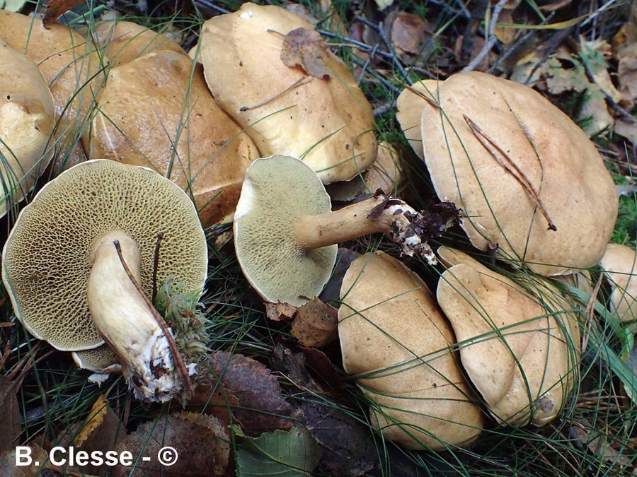 Suillus bovinus