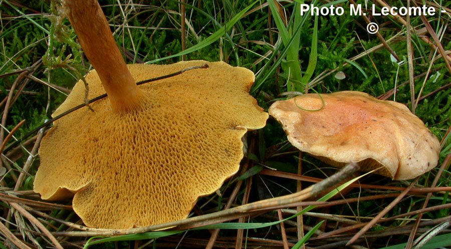 Suillus bovinus