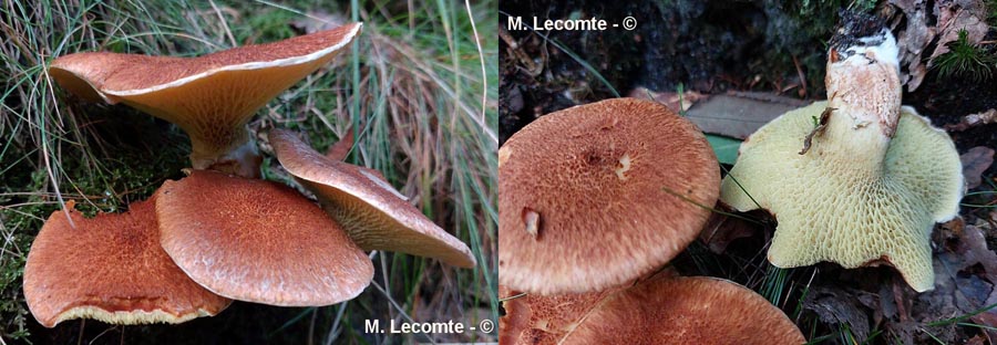 Suillus bovinus