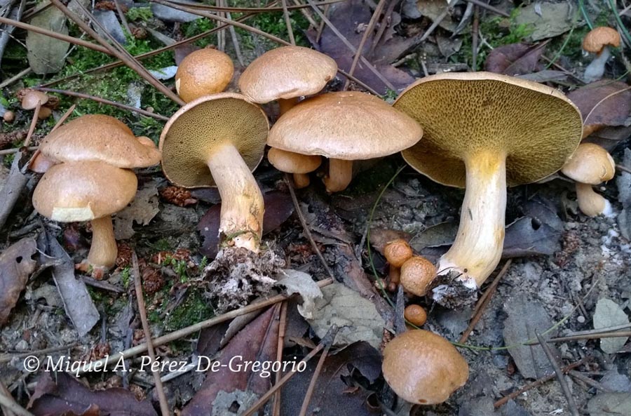 Suillus bovinus