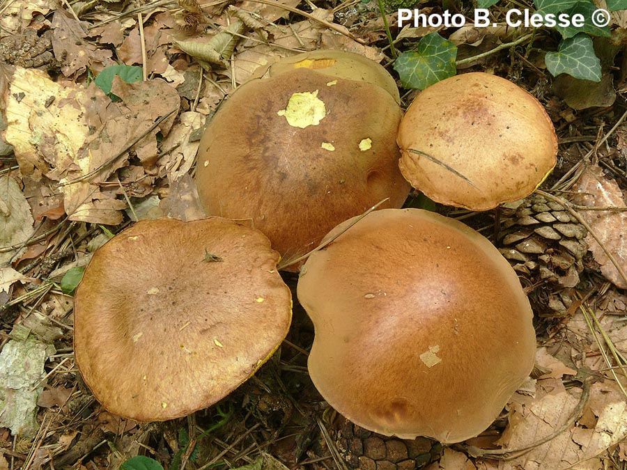 Suillus collinitus