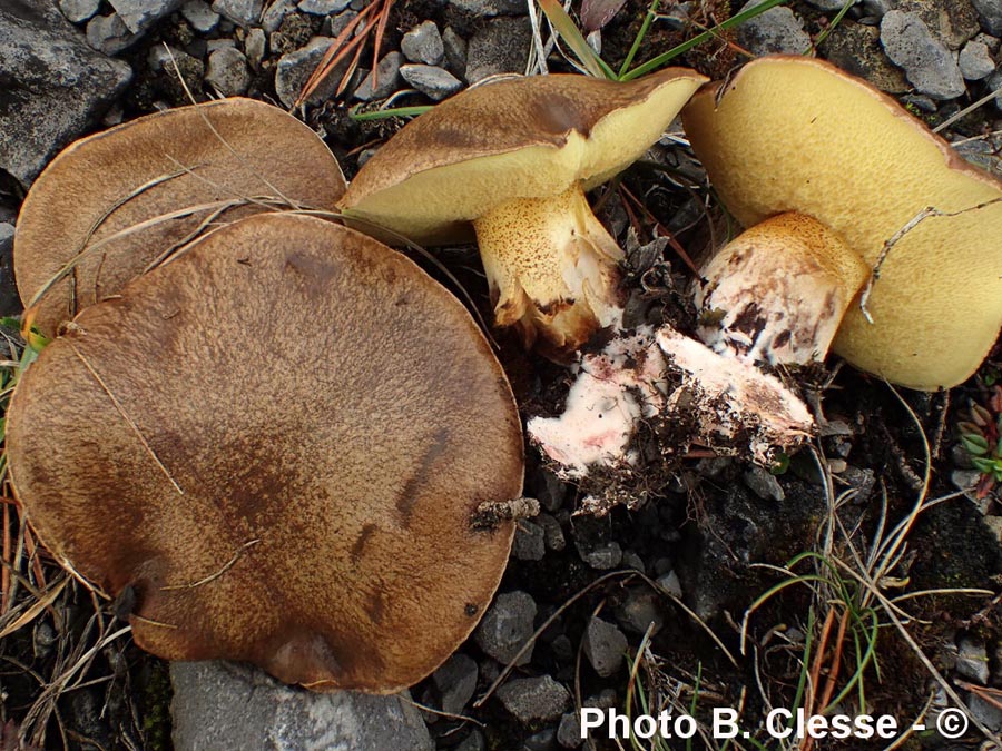 Suillus collinitus