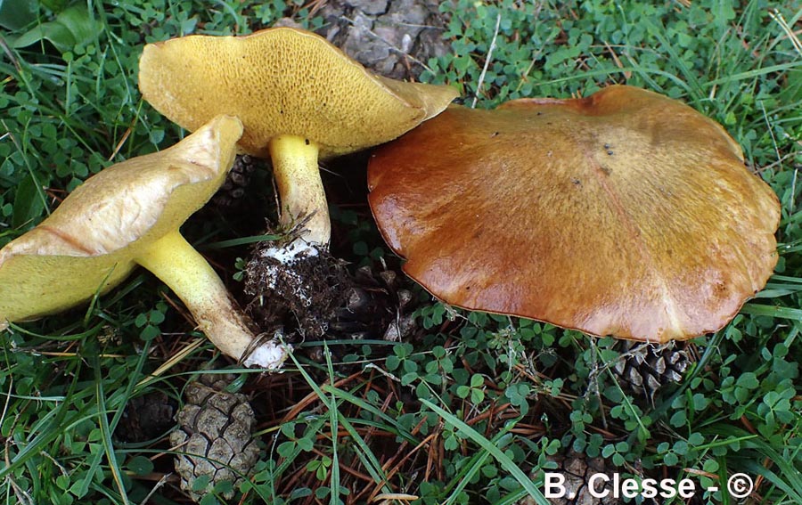 Suillus collinitus