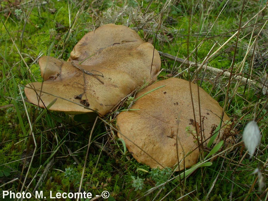 Suillus collinitus