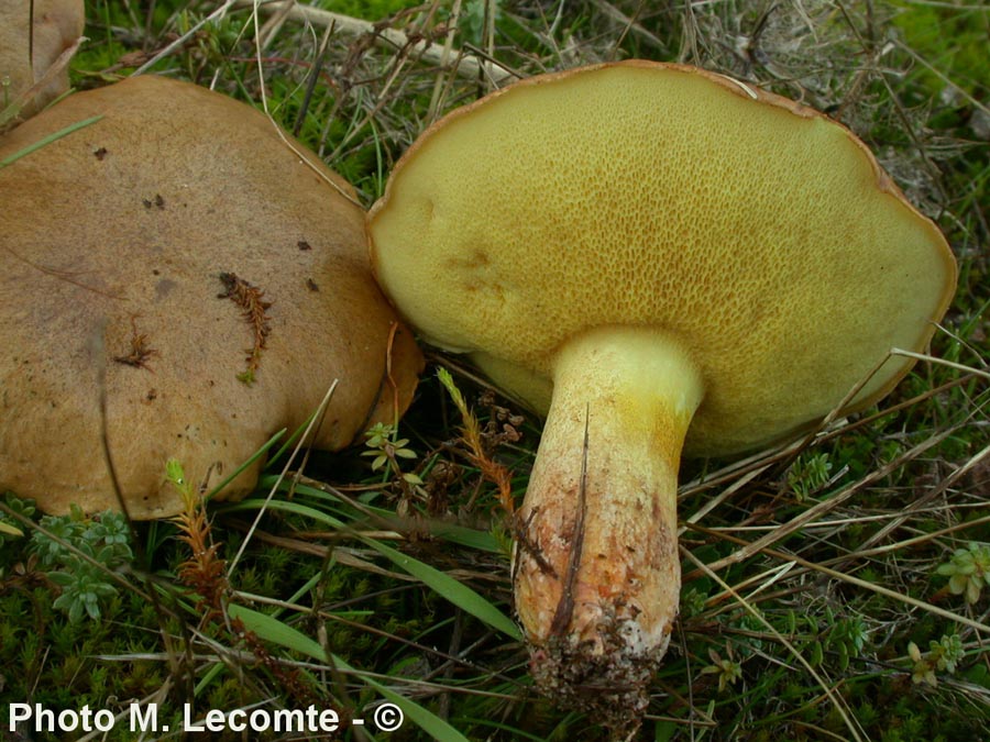 Suillus collinitus