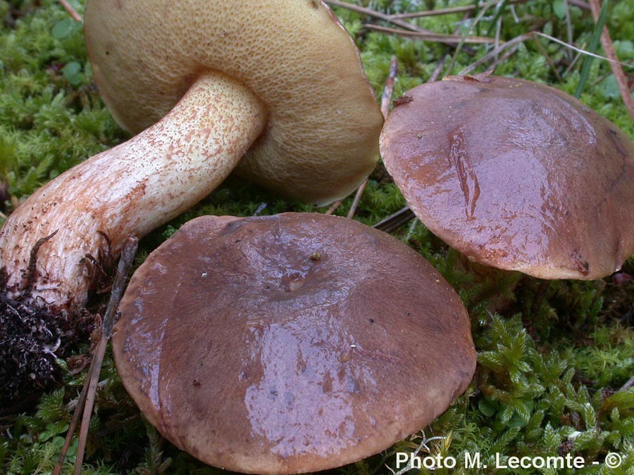 Suillus collinitus