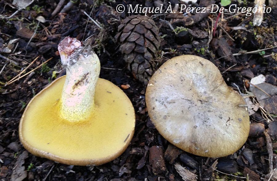 Suillus collinitus