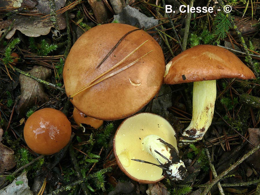 Suillus granulatus