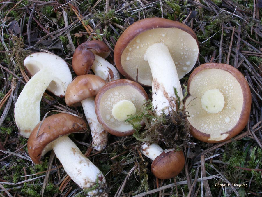 Suillus granulatus