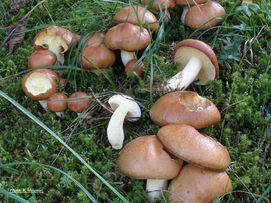 Suillus granulatus