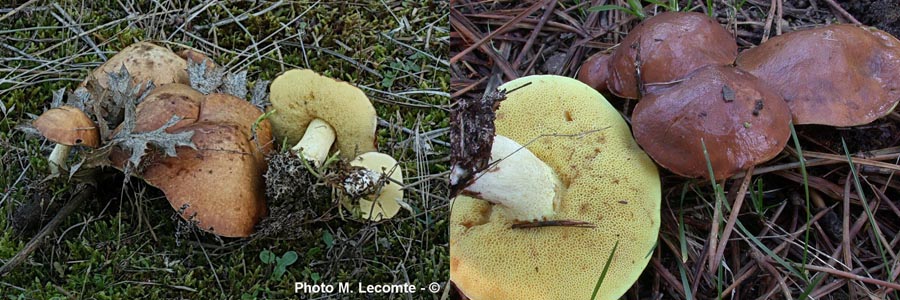 Suillus granulatus