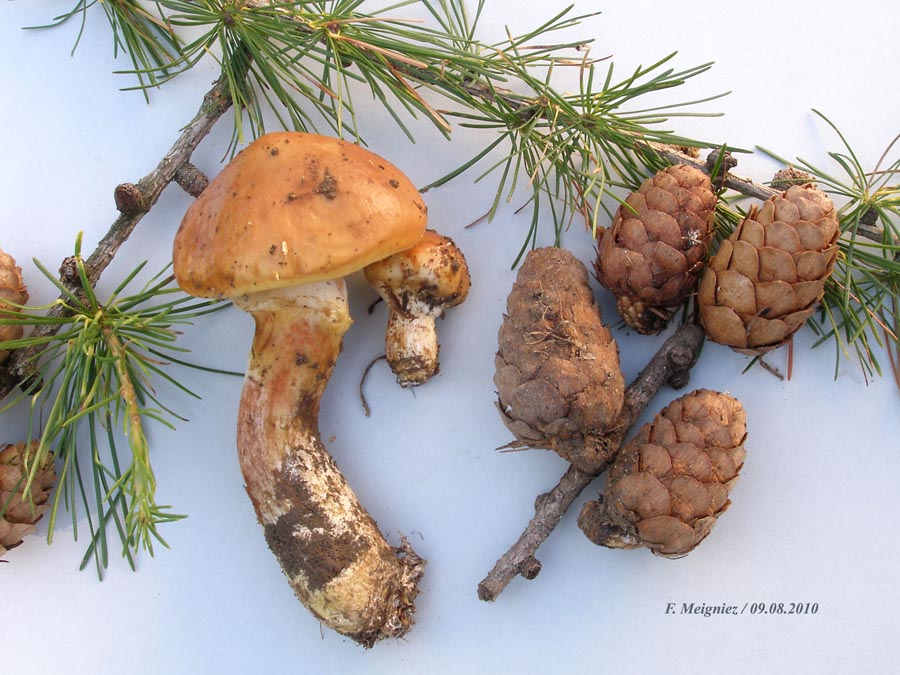 Suillus grevillei