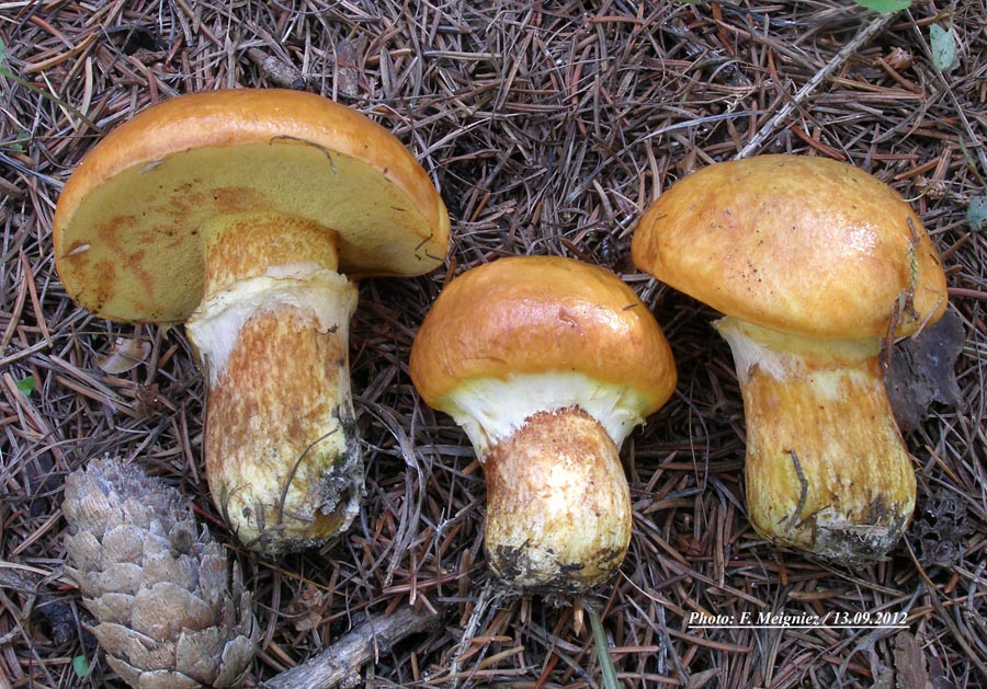 Suillus grevillei