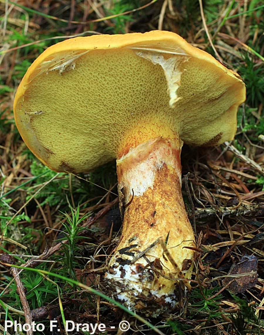 Suillus grevillei