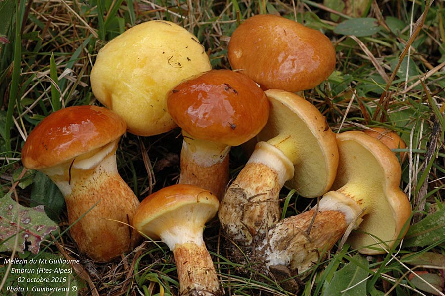 Suillus grevillei