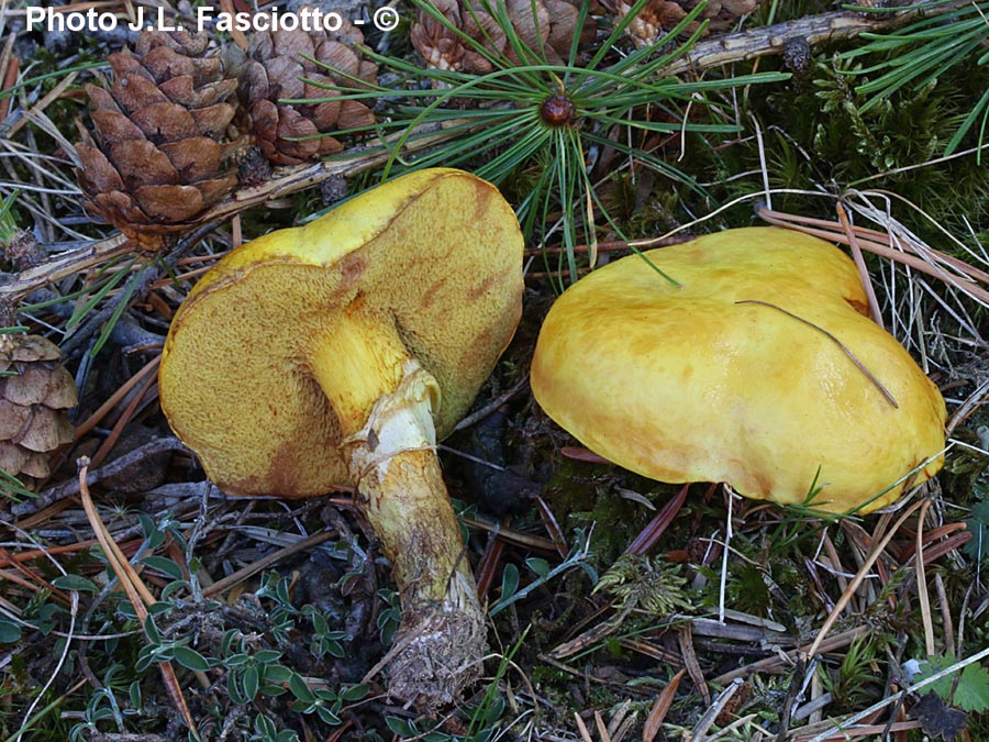 Suillus grevillei