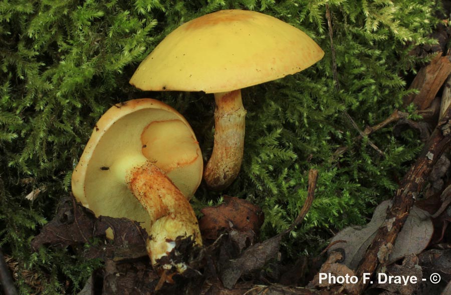 Suillus grevillei