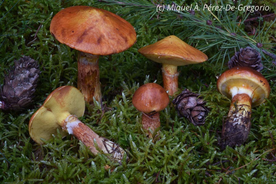 Suillus grevillei