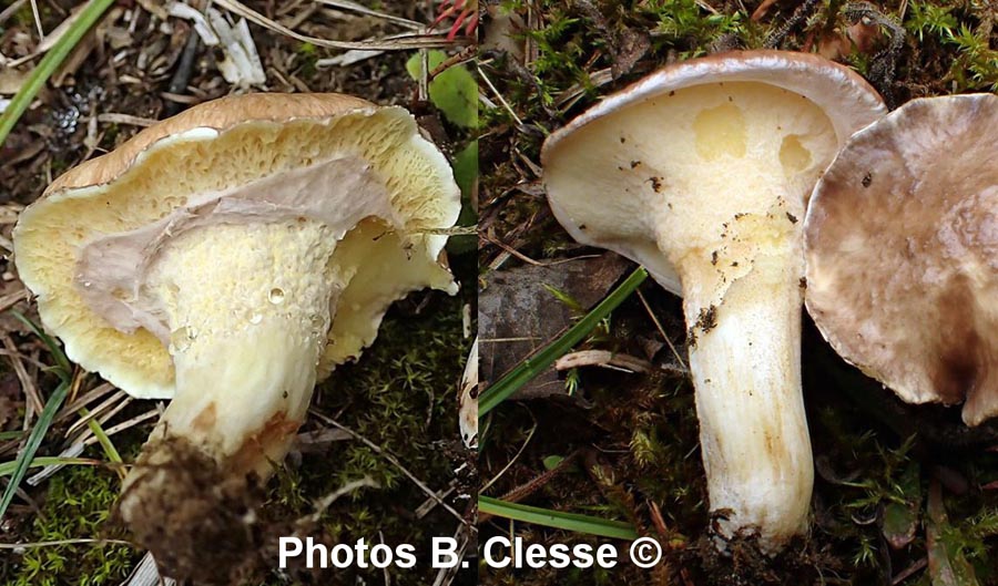 Suillus luteus