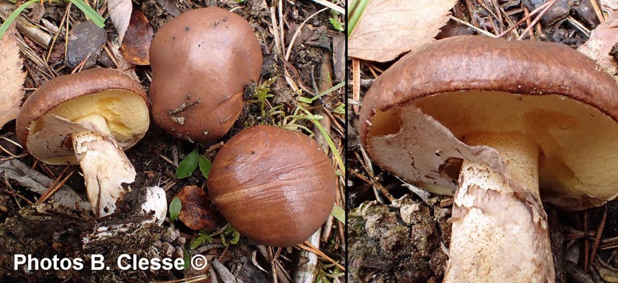 Suillus luteus