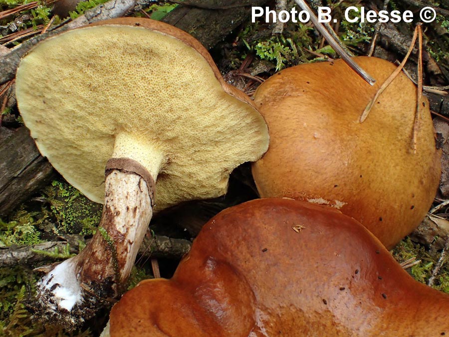 Suillus luteus