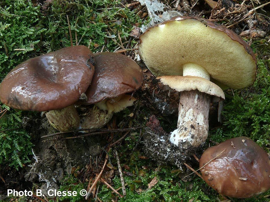 Suillus luteus