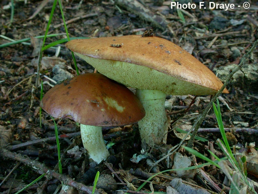 Suillus luteus