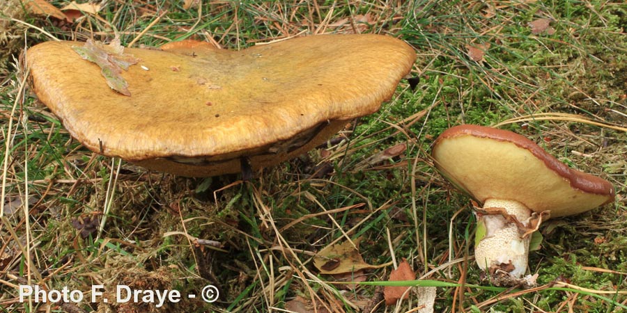 Suillus luteus