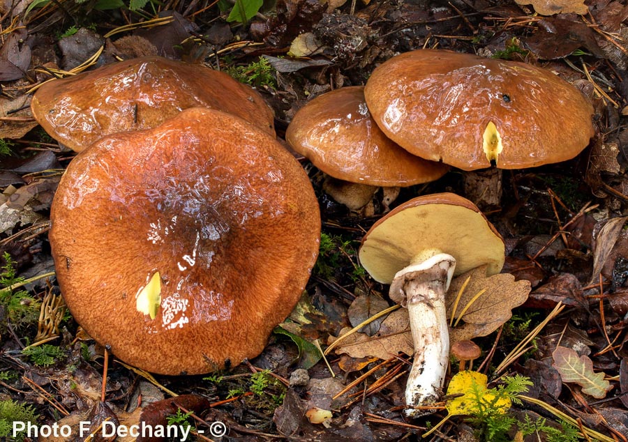 Suillus luteus