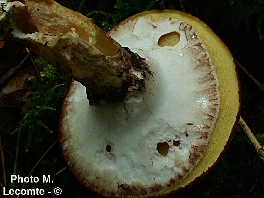 Suillus luteus