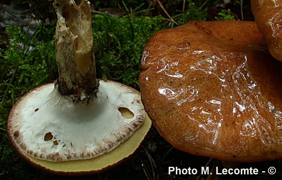 Suillus luteus