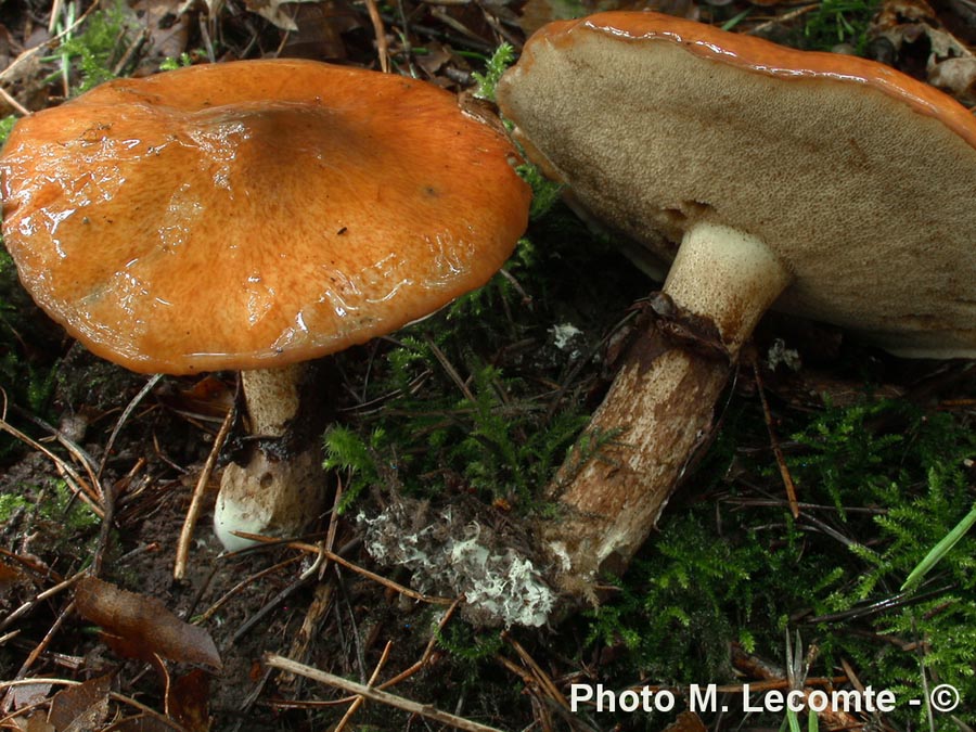 Suillus luteus