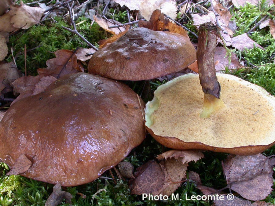 Suillus luteus