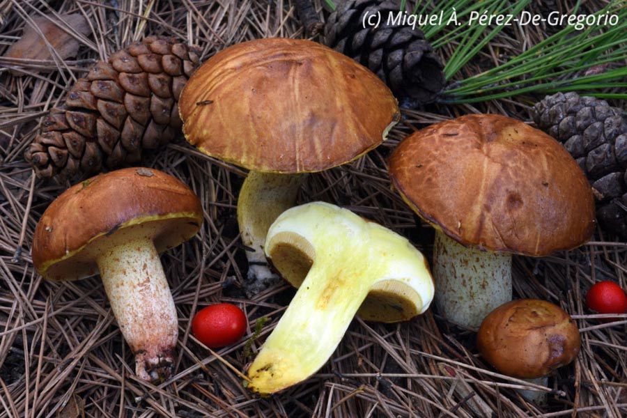 Suillus mediterraneensis