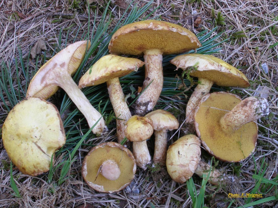 Suillus sibiricus