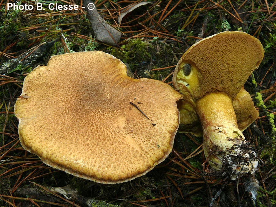 Suillus variegatus