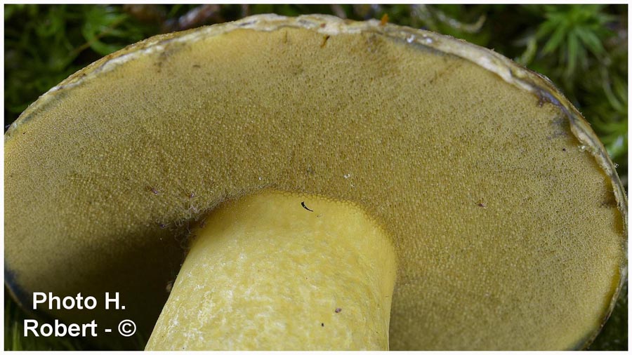 Suillus variegatus