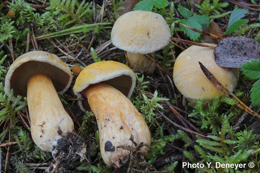 Suillus variegatus